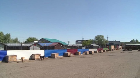 Жители Омска могут помочь бездомным животным