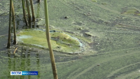 Вода в Которосли окрасилась в неестественный цвет