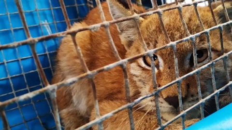 Рысь напала на девочку с собакой на западе Подмосковья