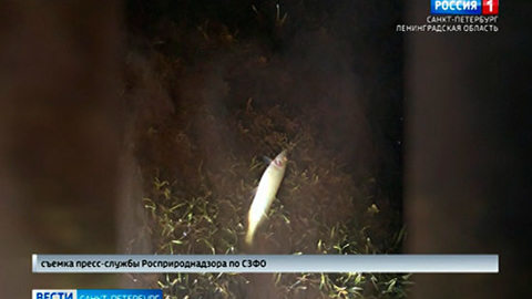 Состоянием реки Ижора, где массово гибнет рыба, заинтересовался Следственный комитет