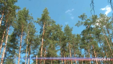 В Пензенской области временно ограничили посещение лесов