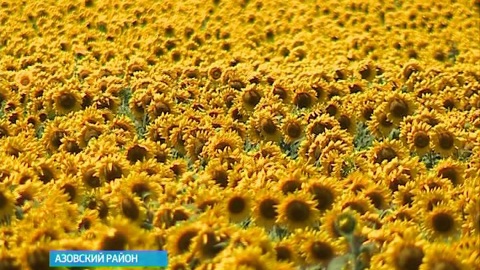 Аграрии Дона просят не повышать ввозные пошлины на семена подсолнечника