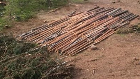 Сотрудники ФСБ задержали замдиректора "Гусевского леспромхоза"