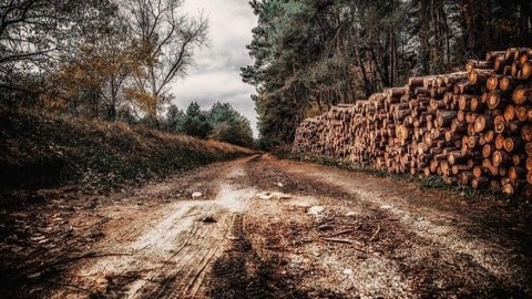 В Бурятии черного лесоруба обязали очистить место незаконной вырубки