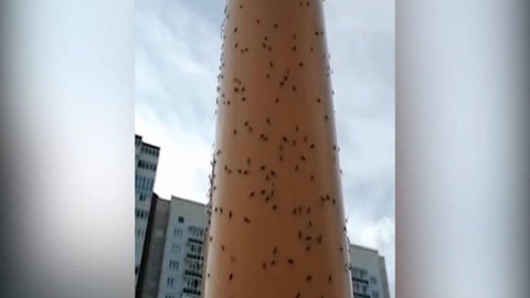 В Красноярске зафиксировано нашествие насекомых