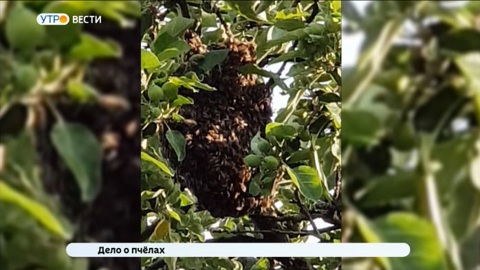 В Муроме недовольные жители подали в суд на соседа-пасечника