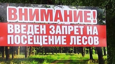 Запрет на посещение лесов в Крыму продлен до октября