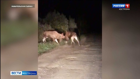 Лоси устроили драку за самку прямо на шоссе