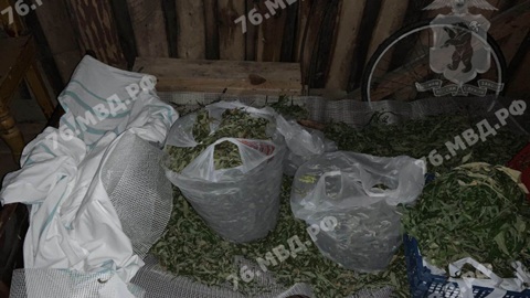В Переславле-Залесском установлен подозреваемый в культивировании и хранении конопли