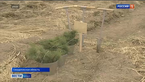 В Свердловской области восстановят 30 тысяч гектаров леса