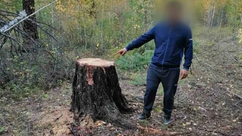 В Бурятии черный лесоруб притворился лесозаготовителем