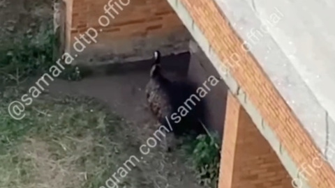 На одной из улиц Самары поселился страус