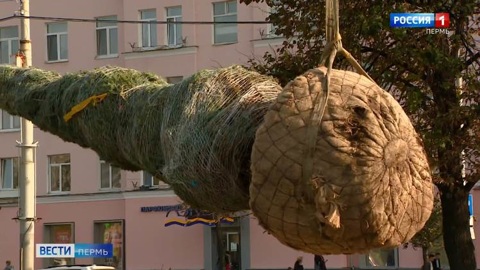 Семь голубых елей высадили у Театра-Театра в Перми