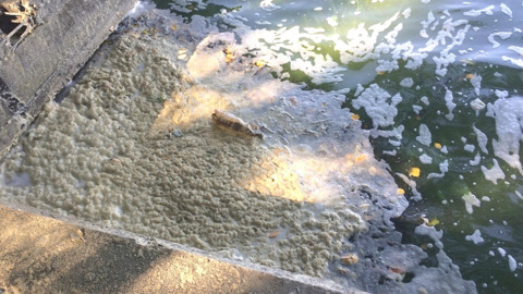 Причину возникновения пены на Воронежском водохранилище выясняют эксперты