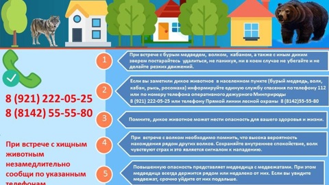 В Минприроды Карелии прокомментировали выход диких волков к селам