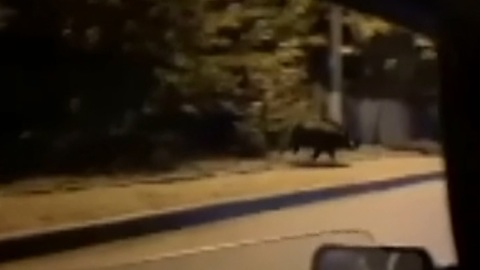 В центре Гагарина дикий кабан перебежал дорогу автомобилисту