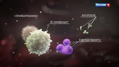 К коронавирусу может сформироваться пожизненный иммунитет