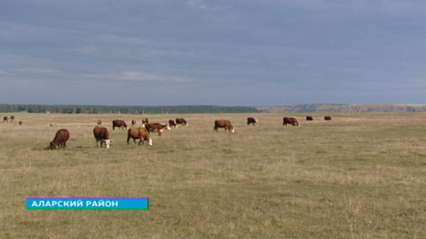 В Прибайкалье создают единую базу племенного скота