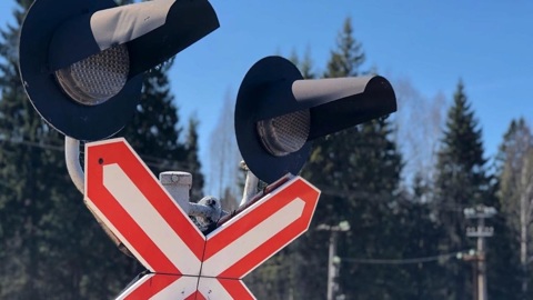 Поезд сбил кабанов под Тверью