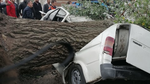В Ростовской области дерево убило двоих людей