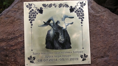 В Приморье торжественно захоронили прах козла Тимура, дружившего с тигром. Видео
