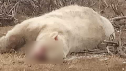 Убийцу краснокнижного полярного медведя ищут в Якутии