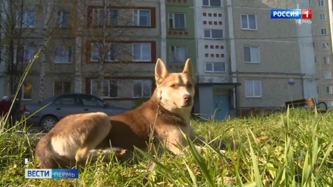 В Пермской области на ребенка напала бродячая собака