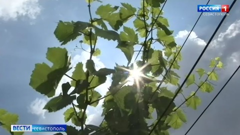 В Крыму собрали половину урожая винограда