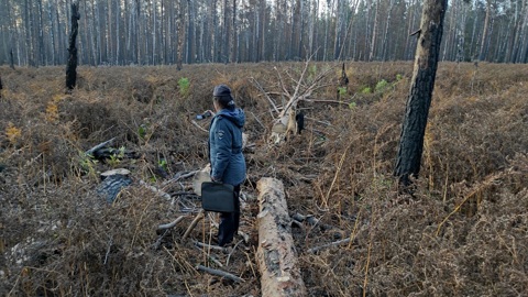В Кислухинский заказник следом за поджигателями пришли черные лесорубы