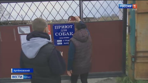 У животных следы побоев: зоозащитники проводят проверку в одном из приютов Артемовского
