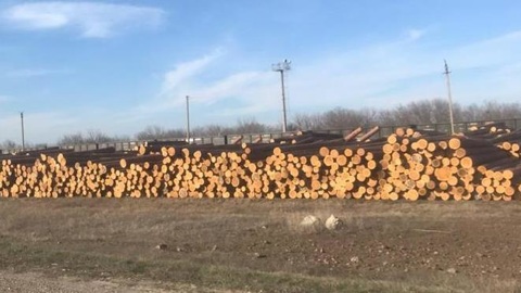 Крупную партию древесины бизнесмен пытался вывезти в Китай через краснодарскую таможню