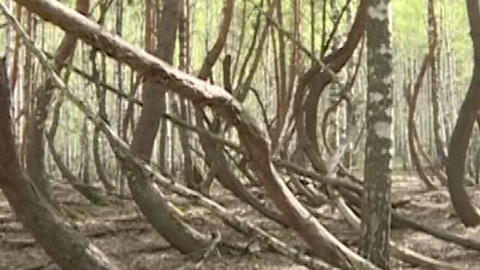 Памятником природы решили сделать лес в Рязанской области