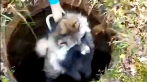 Костромские спасатели вытащили из колодца обессилевшего енота