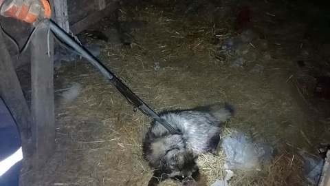 На Кубани енот забрался в сарай и устроил погром