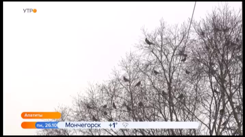 В Апатитах начали проверку после массовой гибели птиц