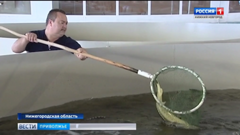 "Водяная корова" поселилась в Городецком районе Нижегородской области