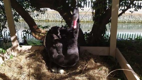 В Сочи австралийские лебеди станут родителями второй раз за год