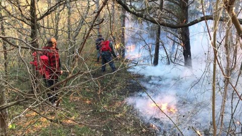 Виновник лесного пожара под Туапсе возместит затраты на тушение