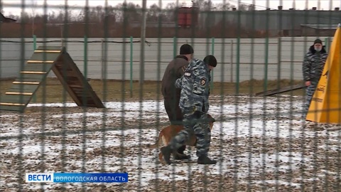 За верную службу: в Вологде наградили отличившихся кинологов