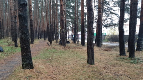 В Ярославской области объем незаконных рубок сократился почти в шесть раз