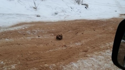 Коммунальщики посыпали дорогу песком с человеческими костями, начата проверка