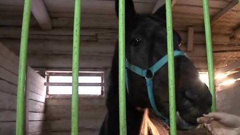 В Пермской области спасли от убоя беременную лошадь