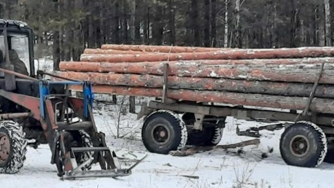 В Бурятии лесники с поличным поймали черных лесорубов