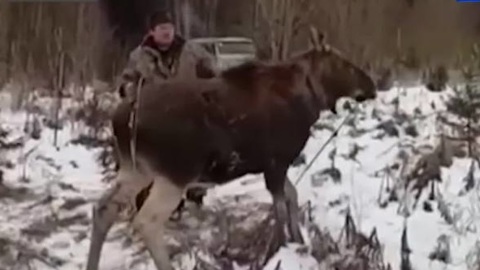 Охотоведы спасли заблудившегося в Перми лося