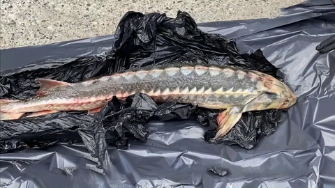 В Омской области будут судить ловцов краснокнижной рыбы