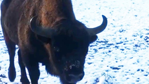 В нацпарке "Угра" опасаются, что зубрам не хватит корма до весны