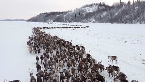 На Ямале начался перегон оленей на зимние пастбища