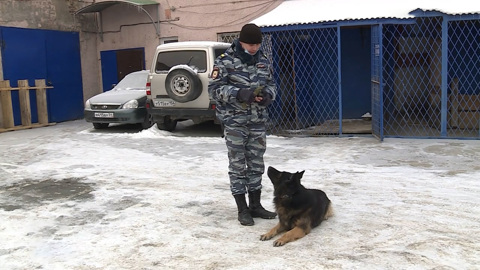 Собака помогла по горячим следам раскрыть ограбление в Новосибирской области. ЧП