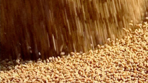 Экспорт продукции донского АПК превысил 5 млрд долларов