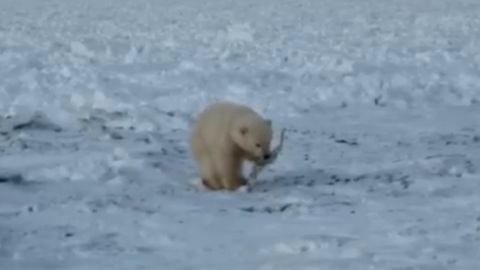 На Чукотке взрослые сородичи забрали с собой медвежонка-потеряшку